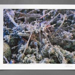 Photograph, Print