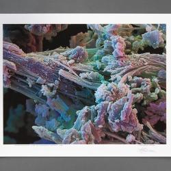 Photograph, Print 