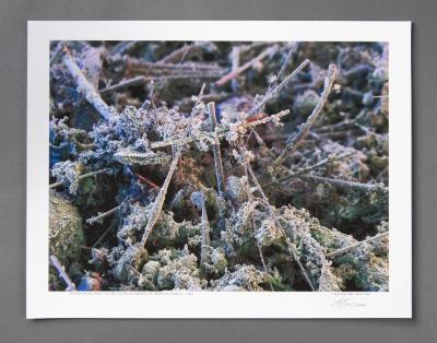 Photograph, Print