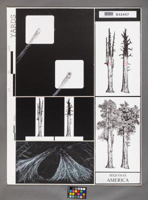 Design Plan