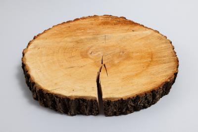Tree Fragment