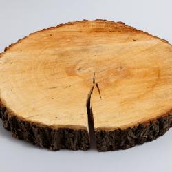 Tree Fragment 